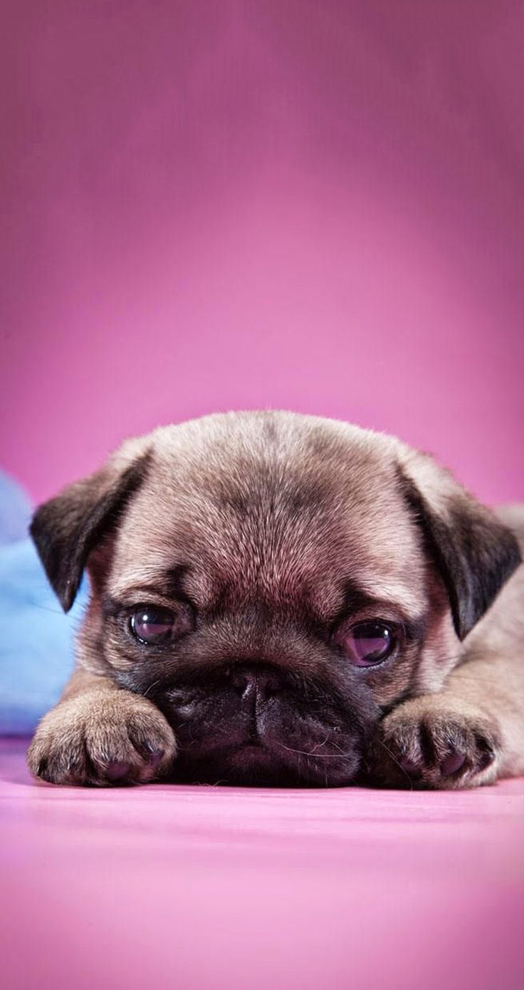 Pug Puppy Wallpaper Iphone , HD Wallpaper & Backgrounds