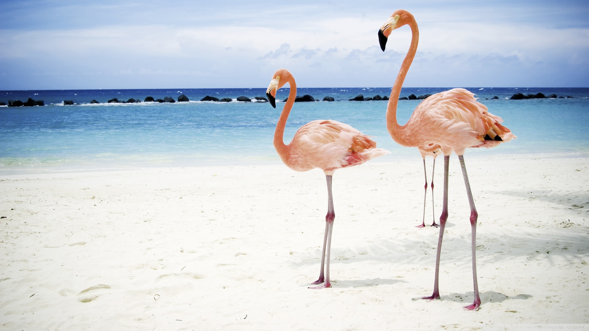 Vendicari Flamingos , HD Wallpaper & Backgrounds