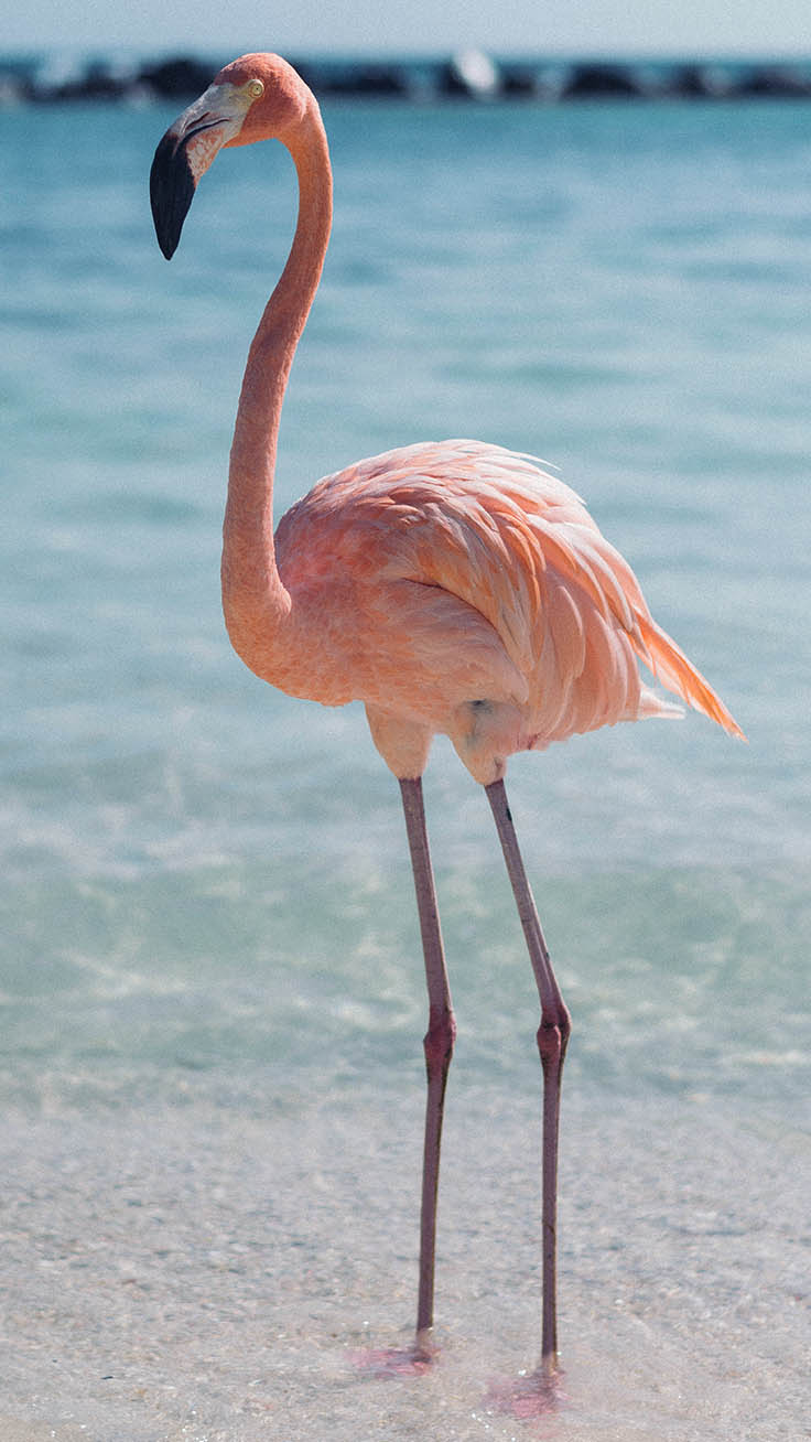 Flamingo Bird , HD Wallpaper & Backgrounds