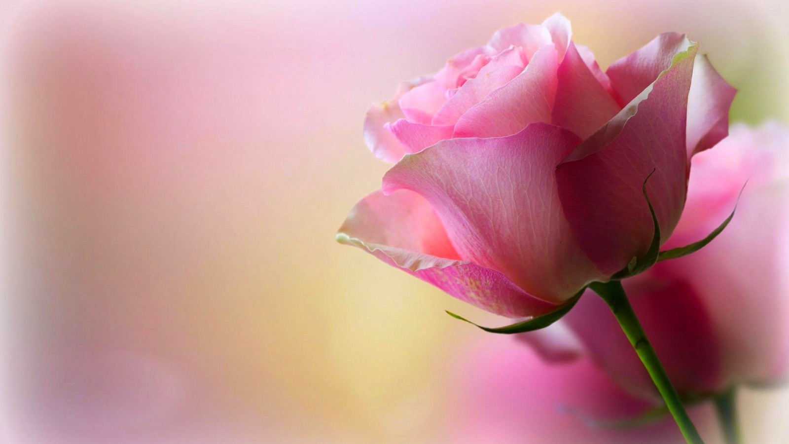 Beautiful Hd Rose Flower , HD Wallpaper & Backgrounds