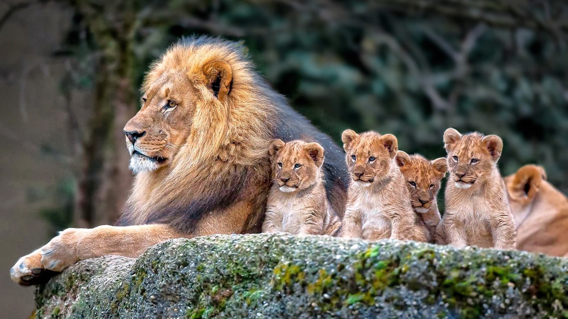 Beautiful Lion , HD Wallpaper & Backgrounds