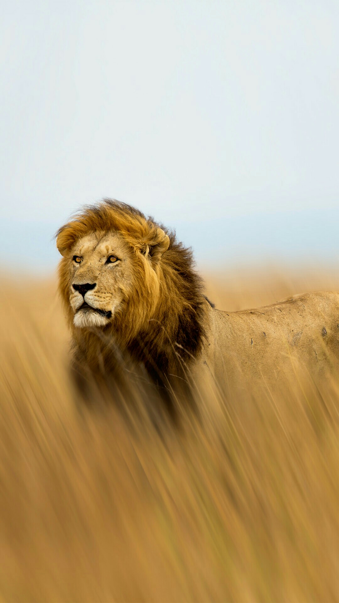 Lion Africa , HD Wallpaper & Backgrounds