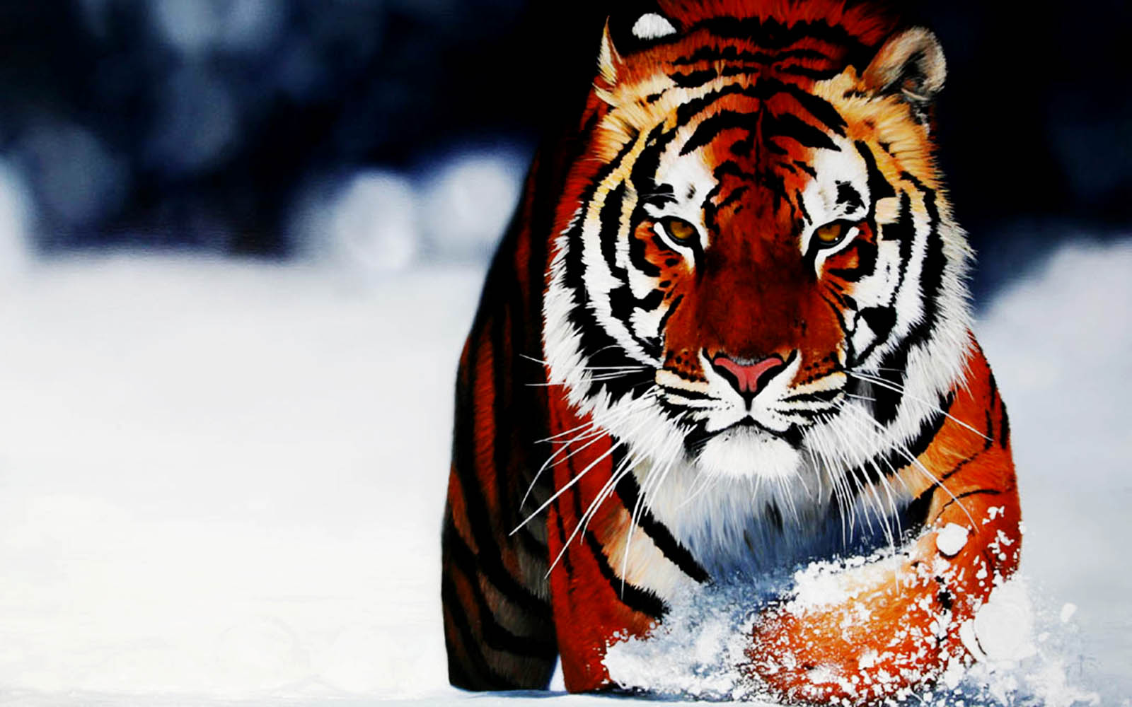Tiger Hunting In Snow , HD Wallpaper & Backgrounds