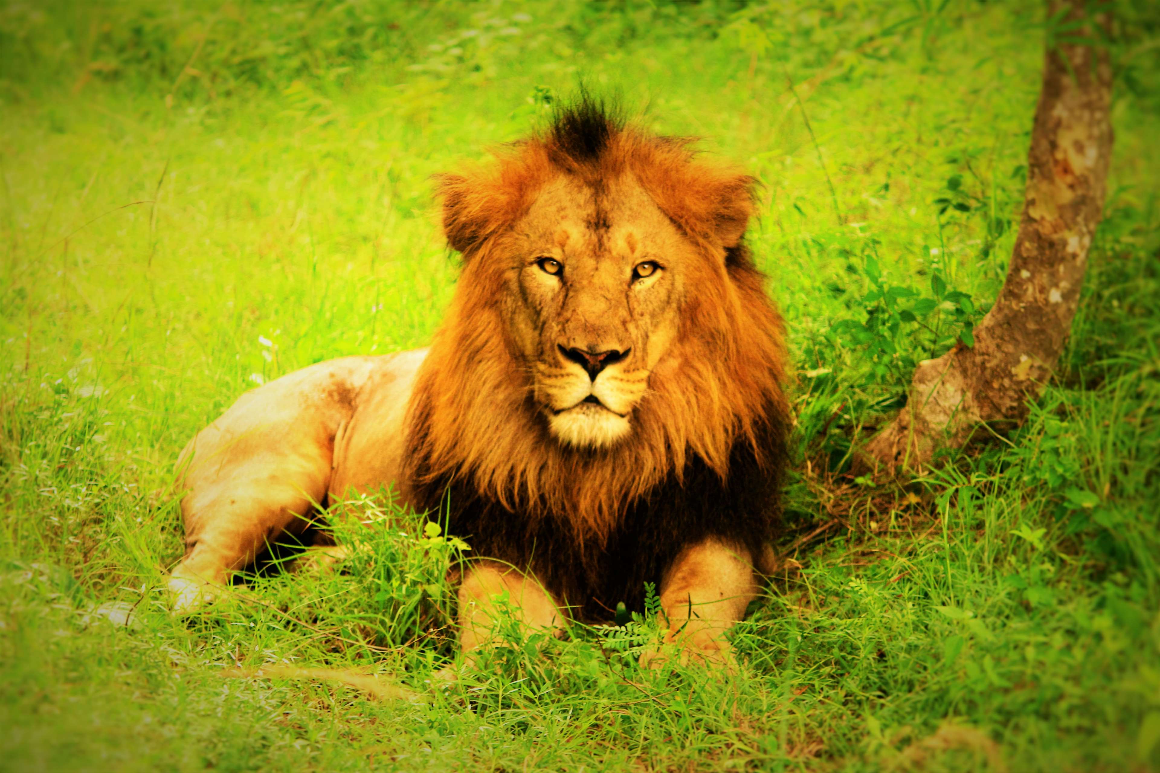 Masai Lion , HD Wallpaper & Backgrounds