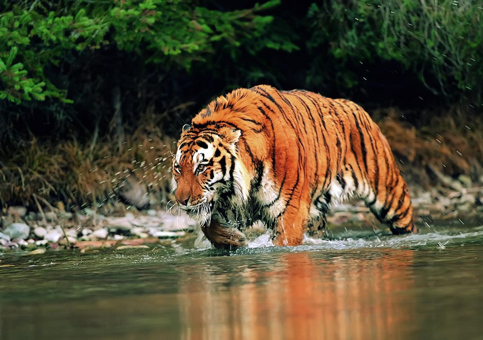 Manas National Park Assam , HD Wallpaper & Backgrounds