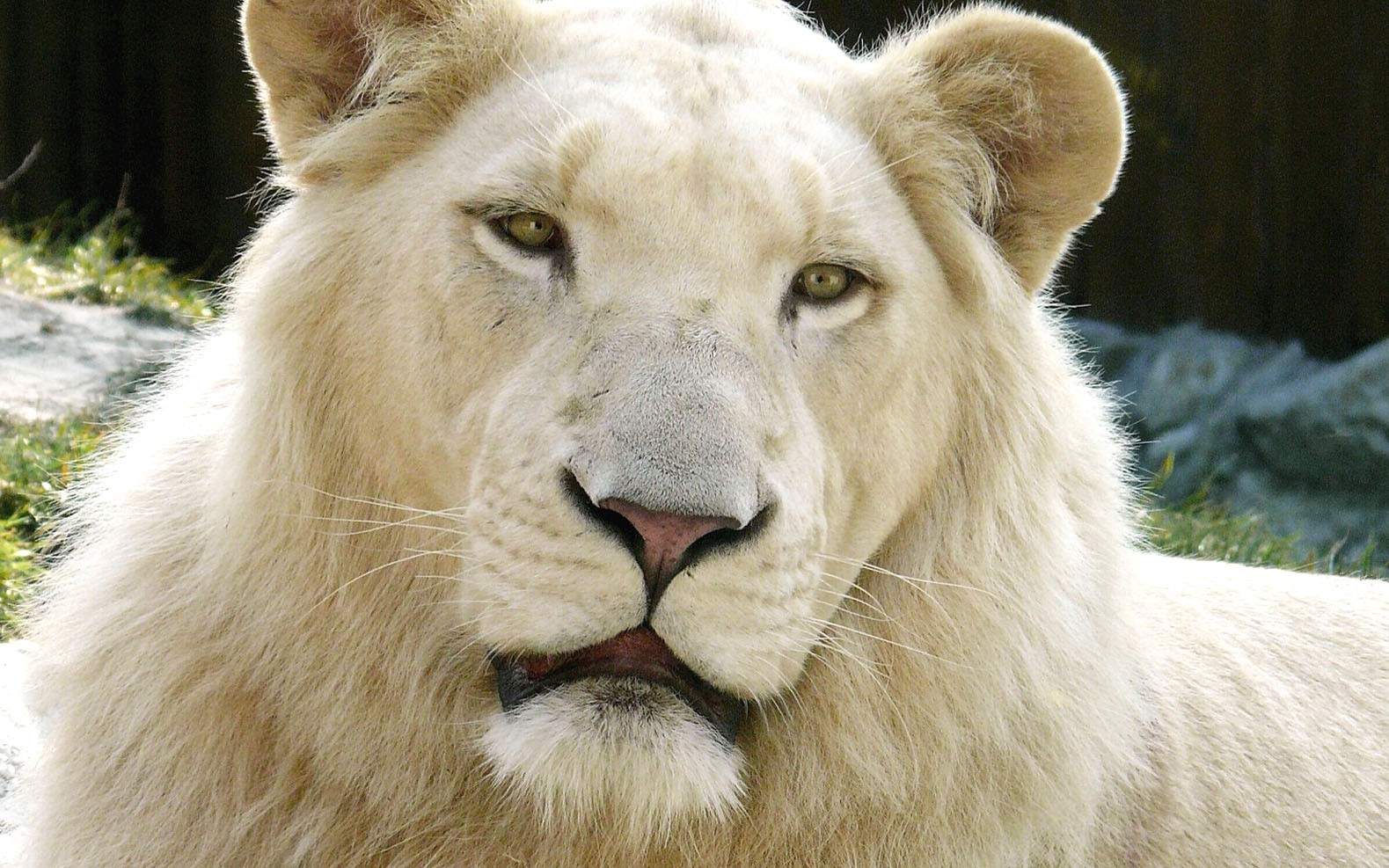 White Lion , HD Wallpaper & Backgrounds