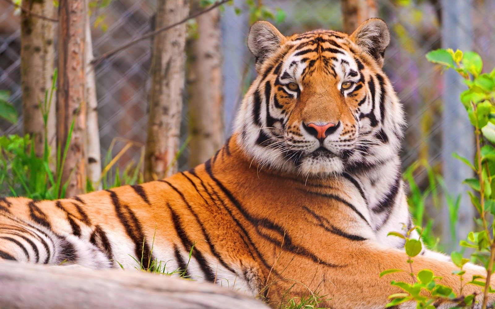 Tiger Of Karnataka , HD Wallpaper & Backgrounds