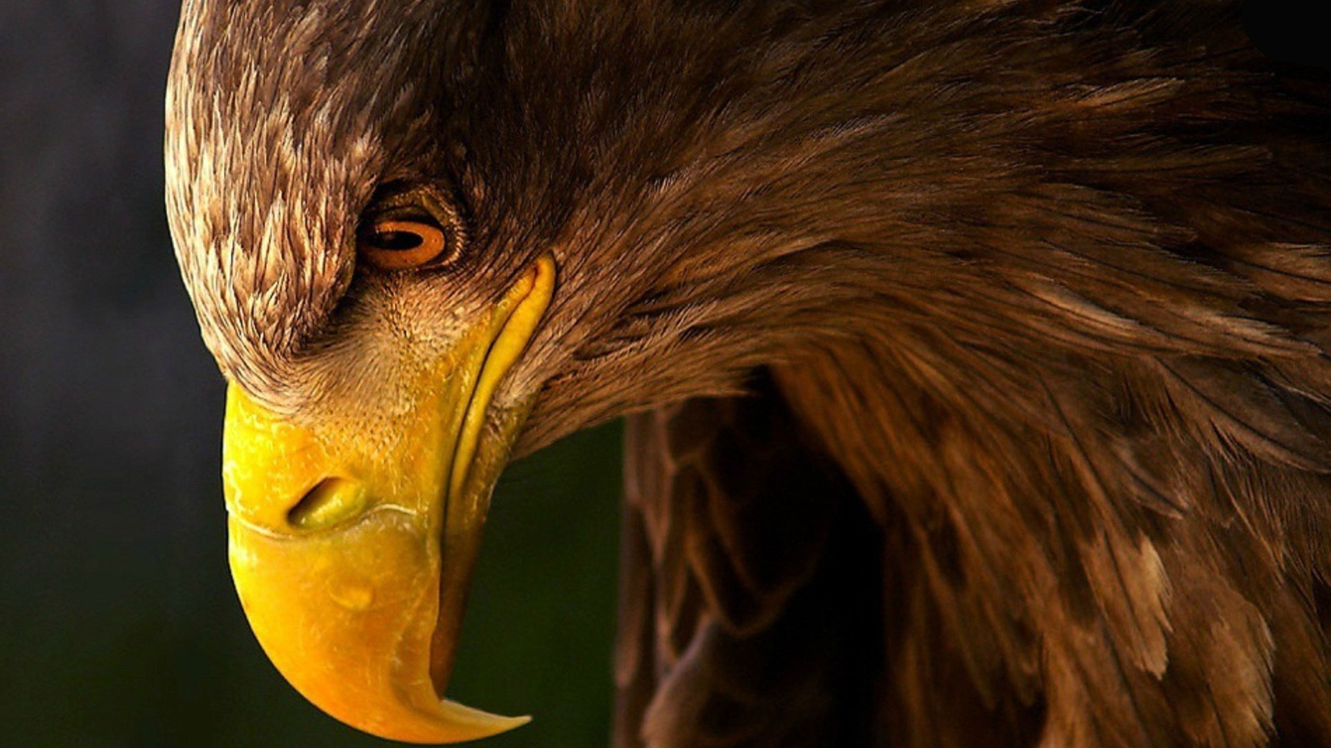 Golden Eagle Wallpaper Hd , HD Wallpaper & Backgrounds