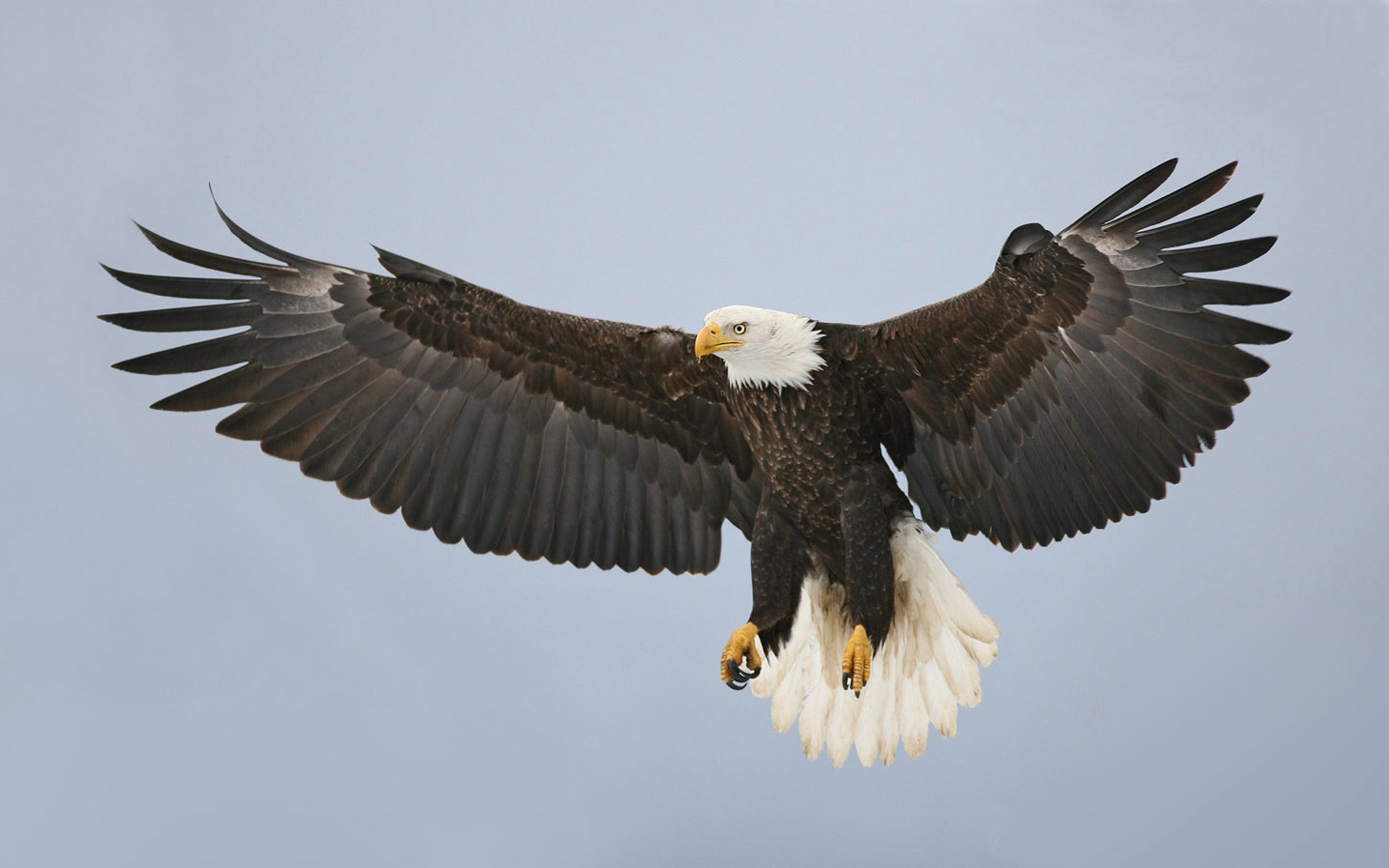 Bald Eagle Claws Out , HD Wallpaper & Backgrounds