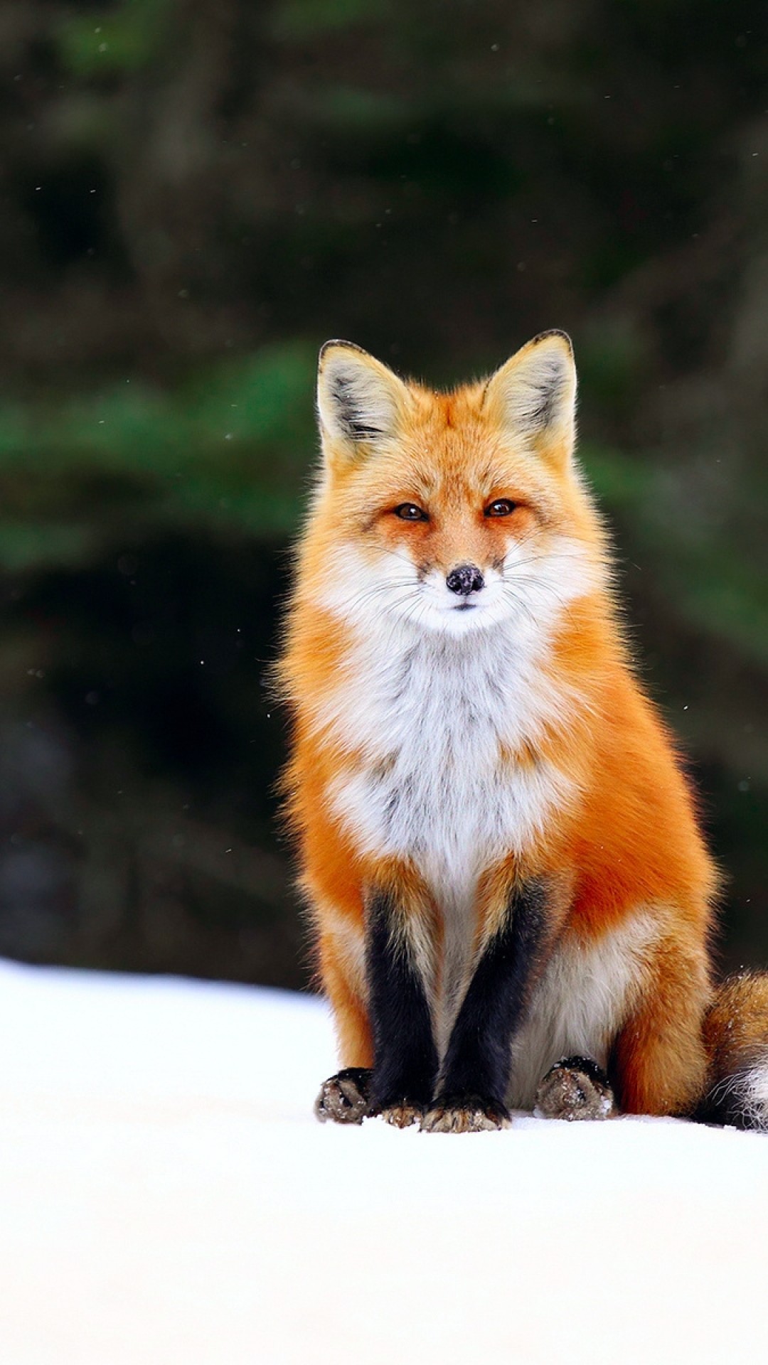 Fox Animals , HD Wallpaper & Backgrounds