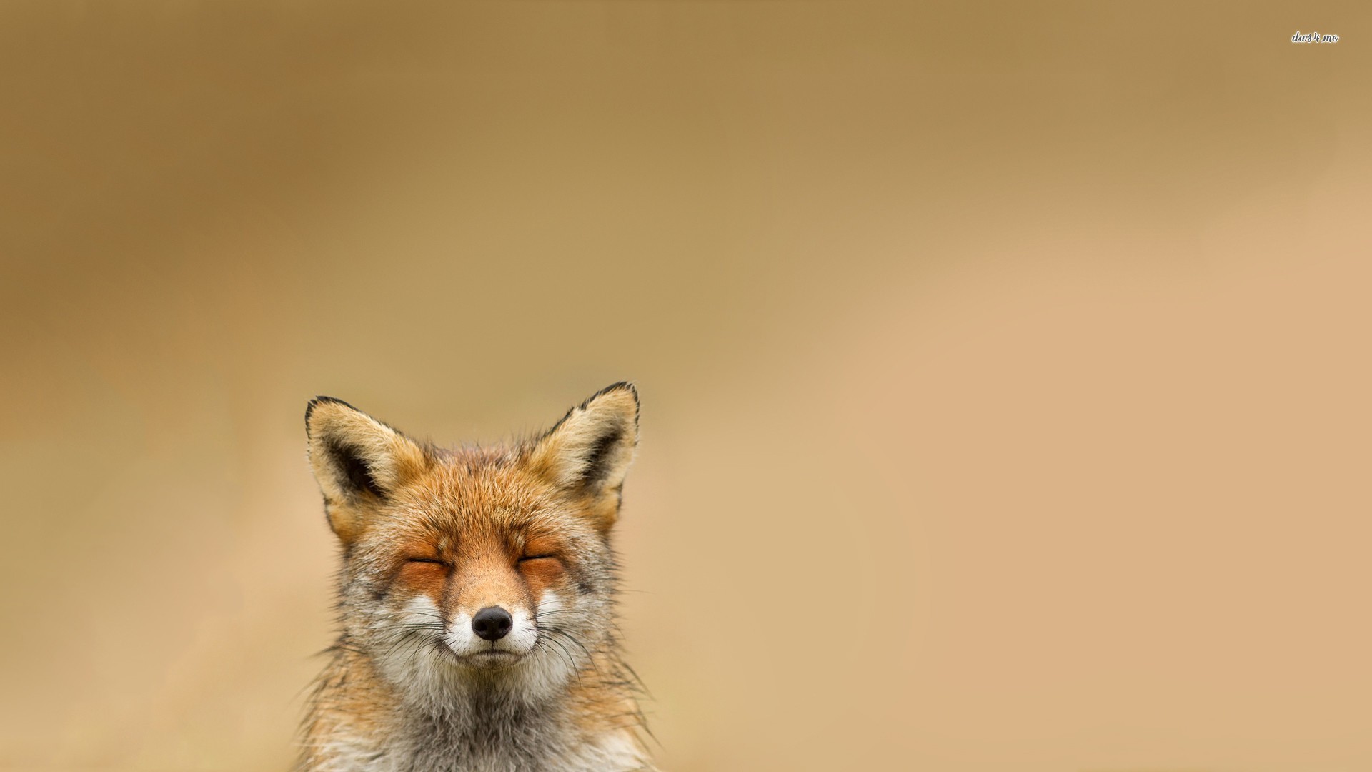 Fox Desktop , HD Wallpaper & Backgrounds