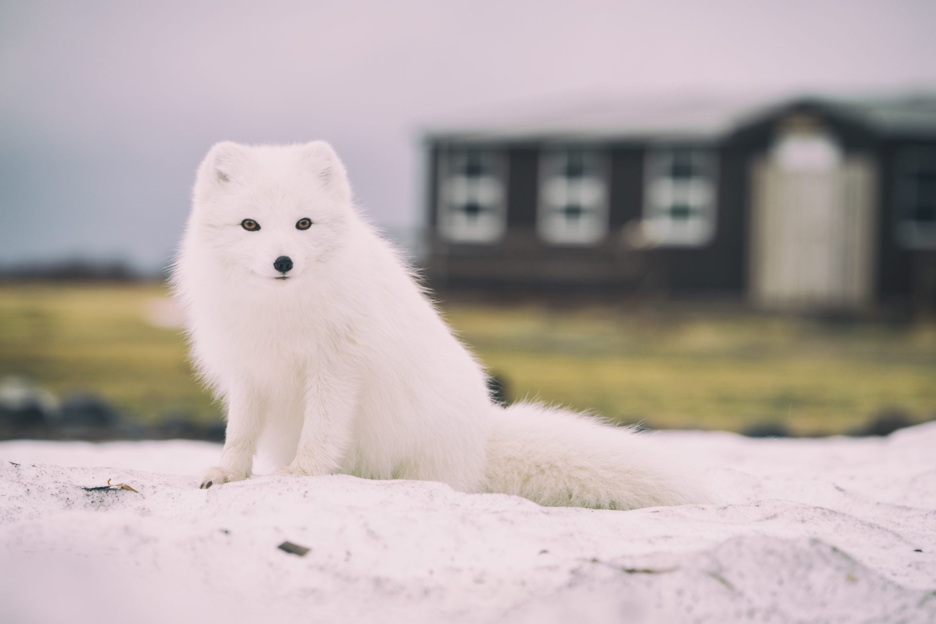 White Little Cute Fox , HD Wallpaper & Backgrounds