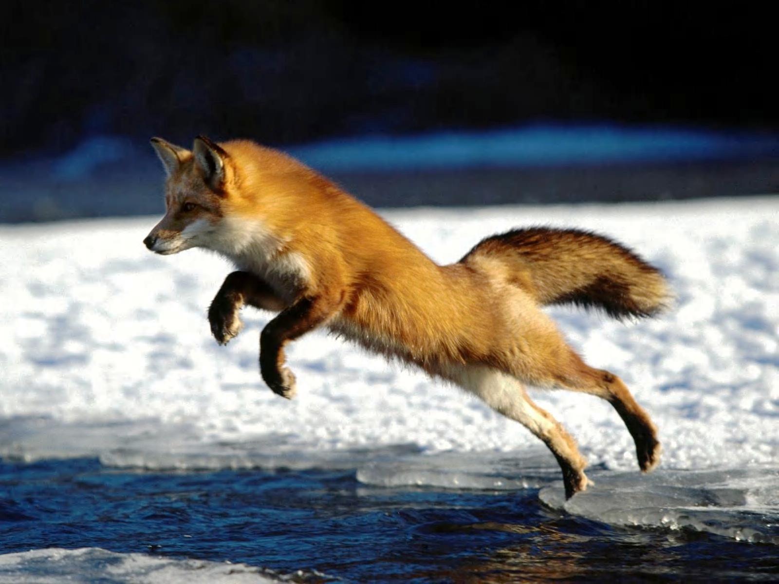 Fox Jumping , HD Wallpaper & Backgrounds