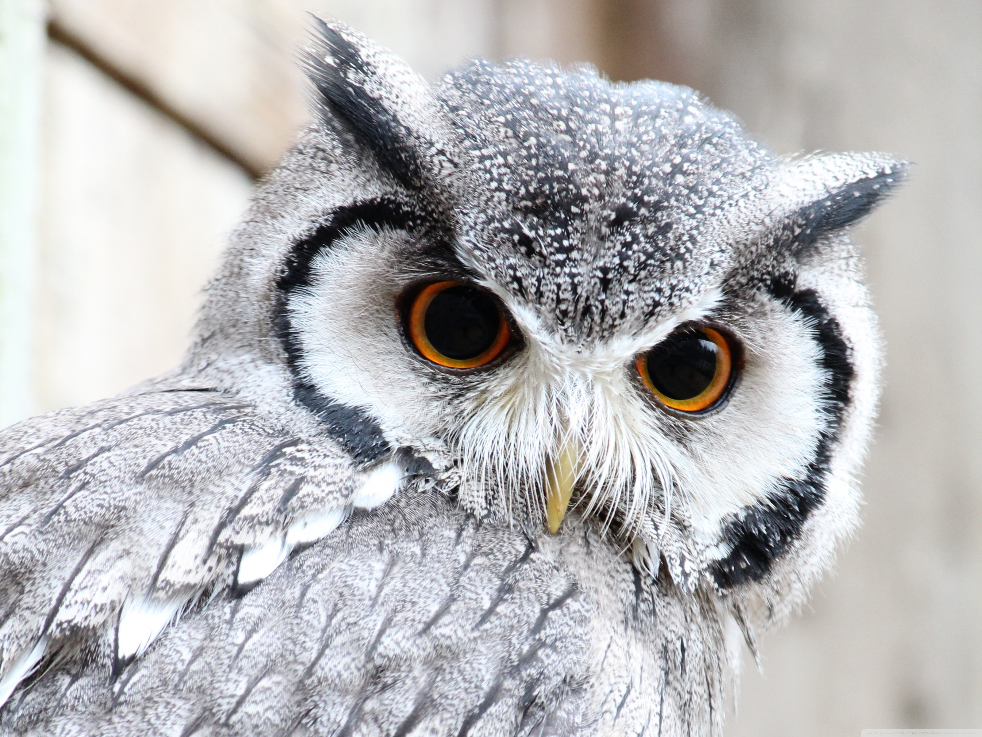 Desktop Wallpapers Owl Hd , HD Wallpaper & Backgrounds