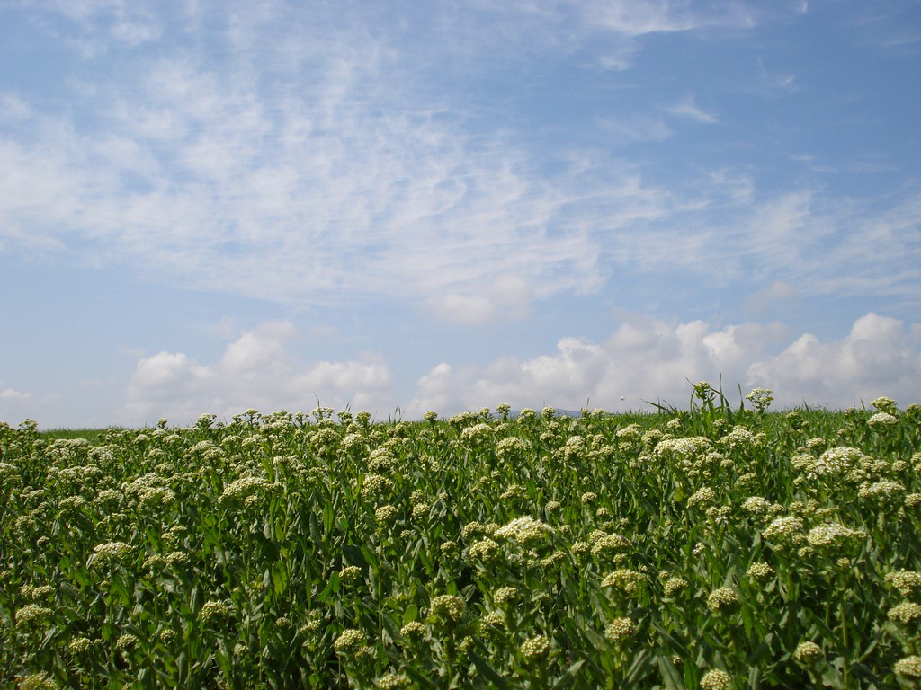 Field , HD Wallpaper & Backgrounds