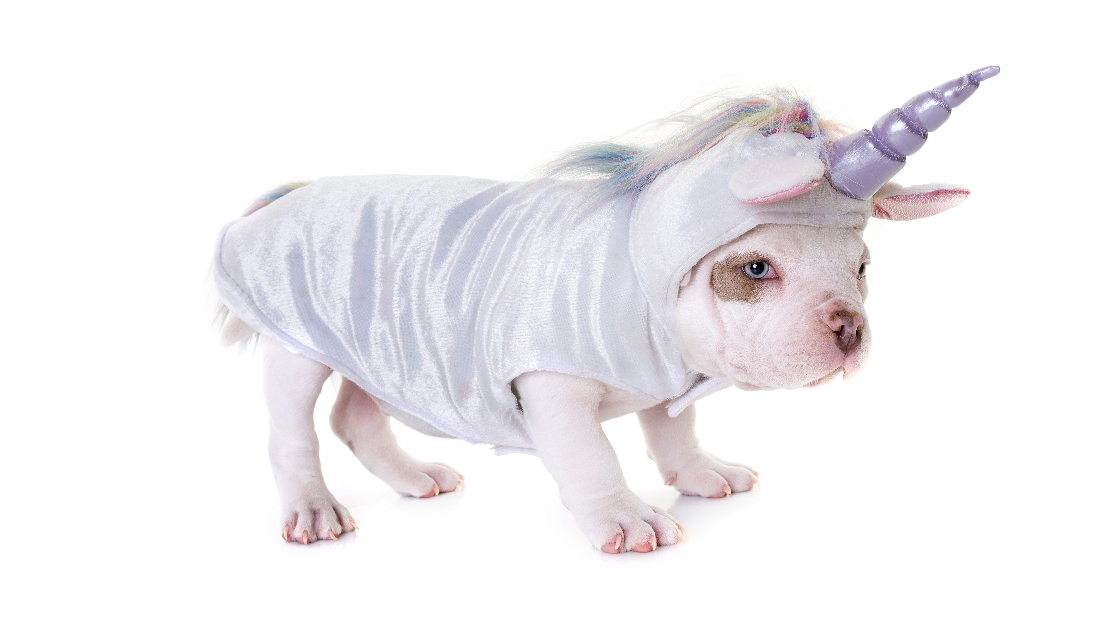 Unicorn Puppy , HD Wallpaper & Backgrounds