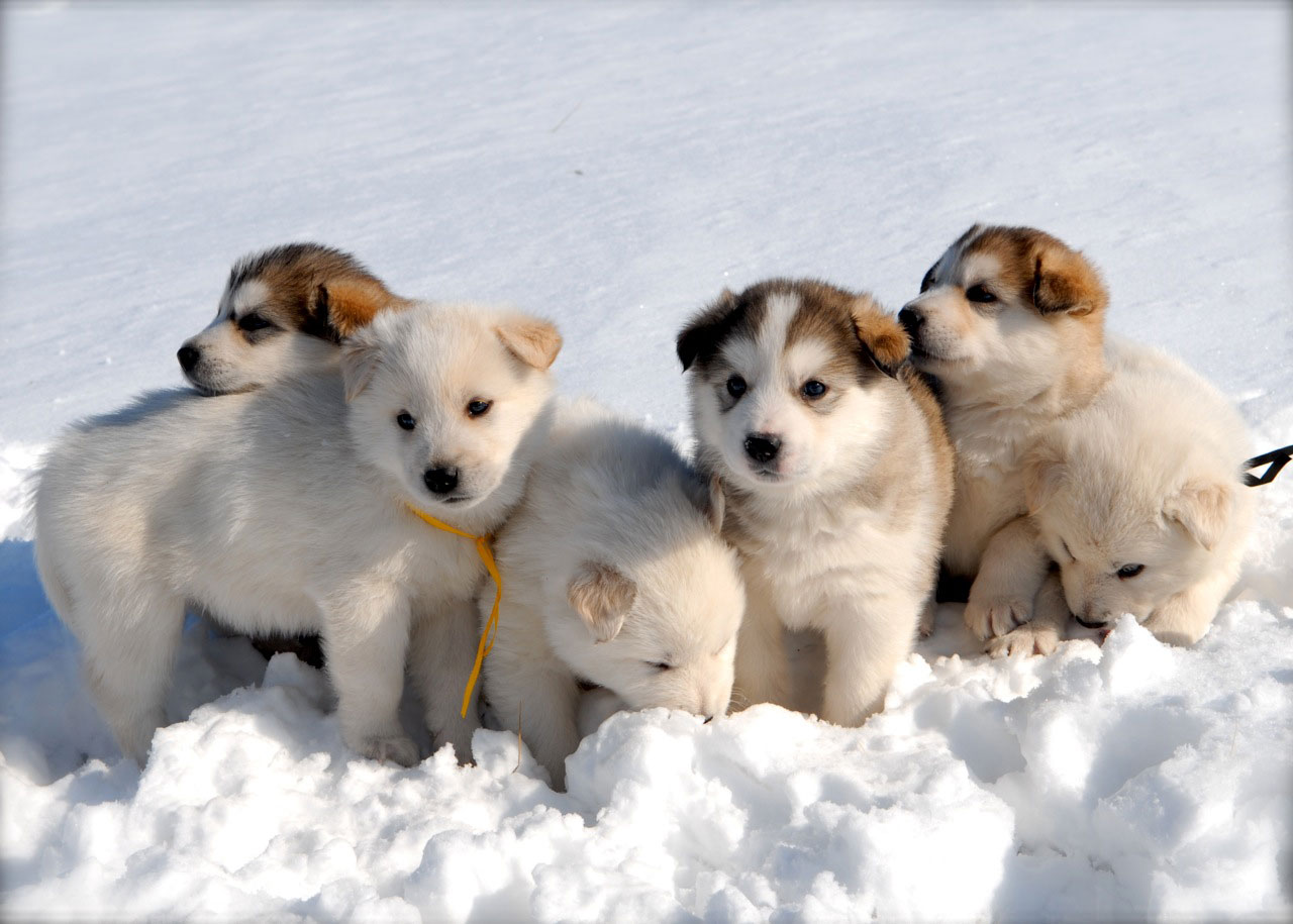 Cute Siberian Husky Puppy , HD Wallpaper & Backgrounds