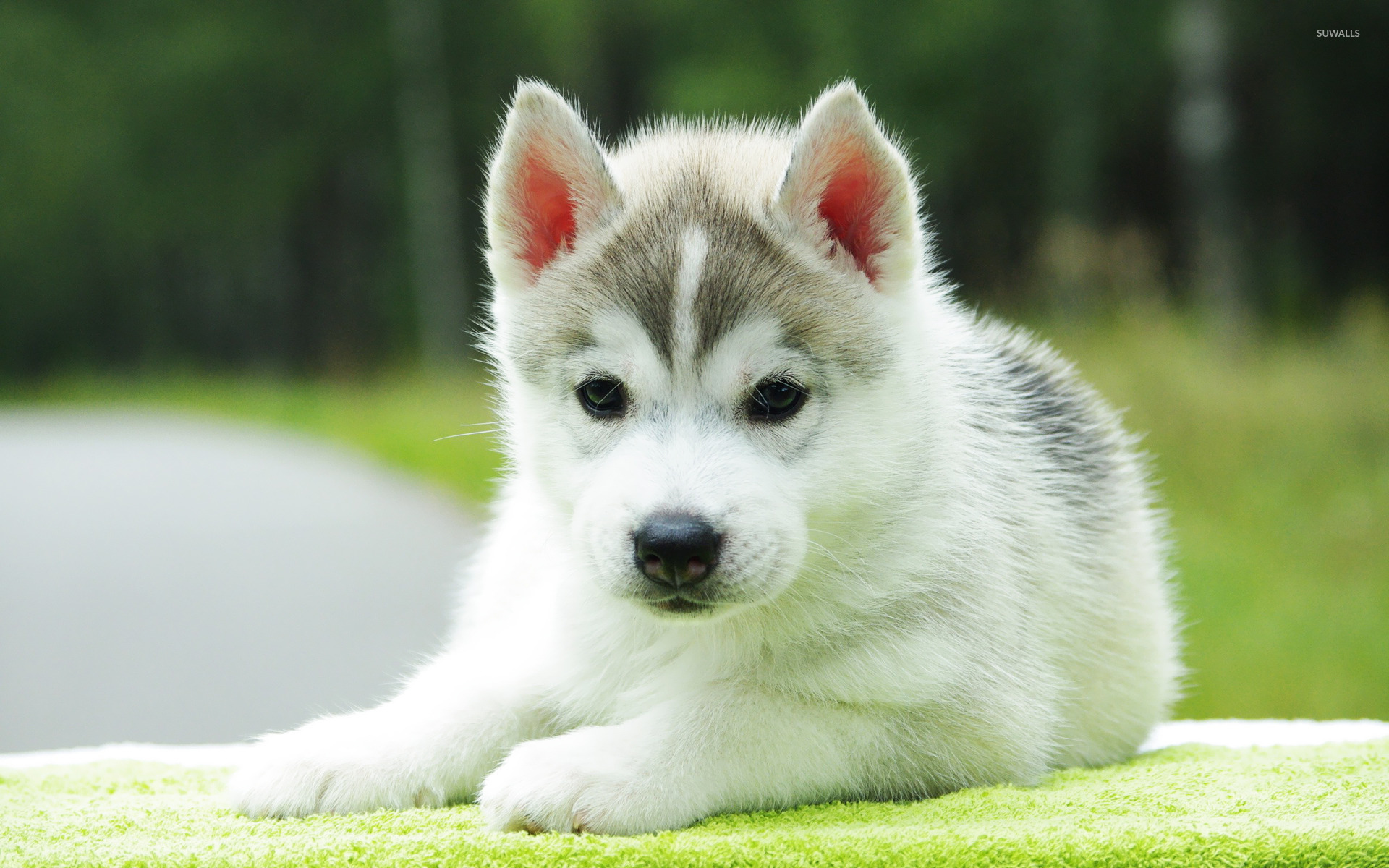 Husky Puppy , HD Wallpaper & Backgrounds