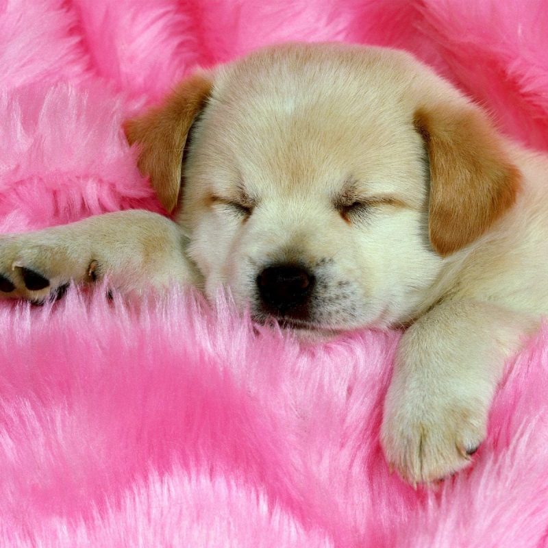 Cute Puppy , HD Wallpaper & Backgrounds