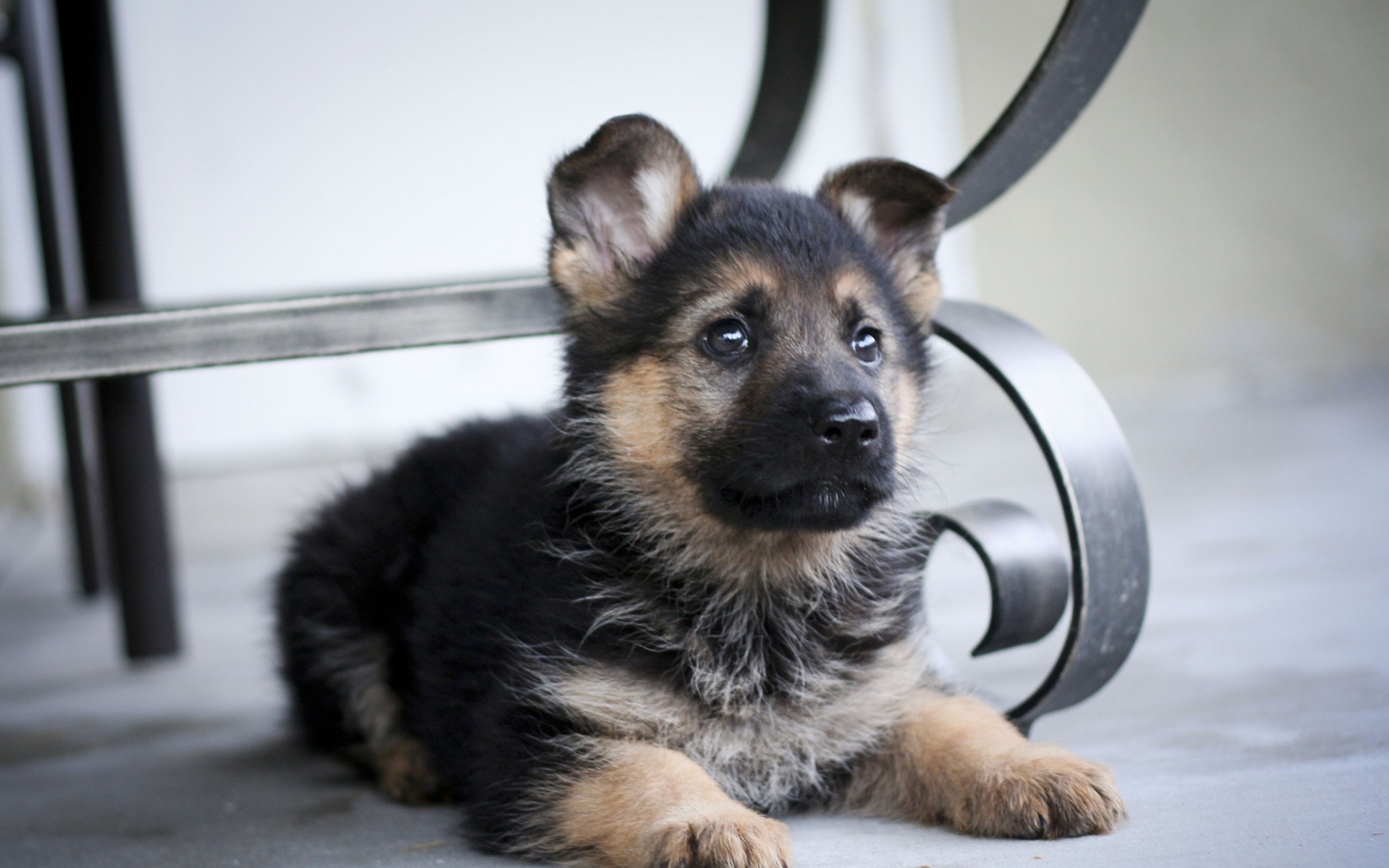 Tiny German Shepherd Puppy , HD Wallpaper & Backgrounds
