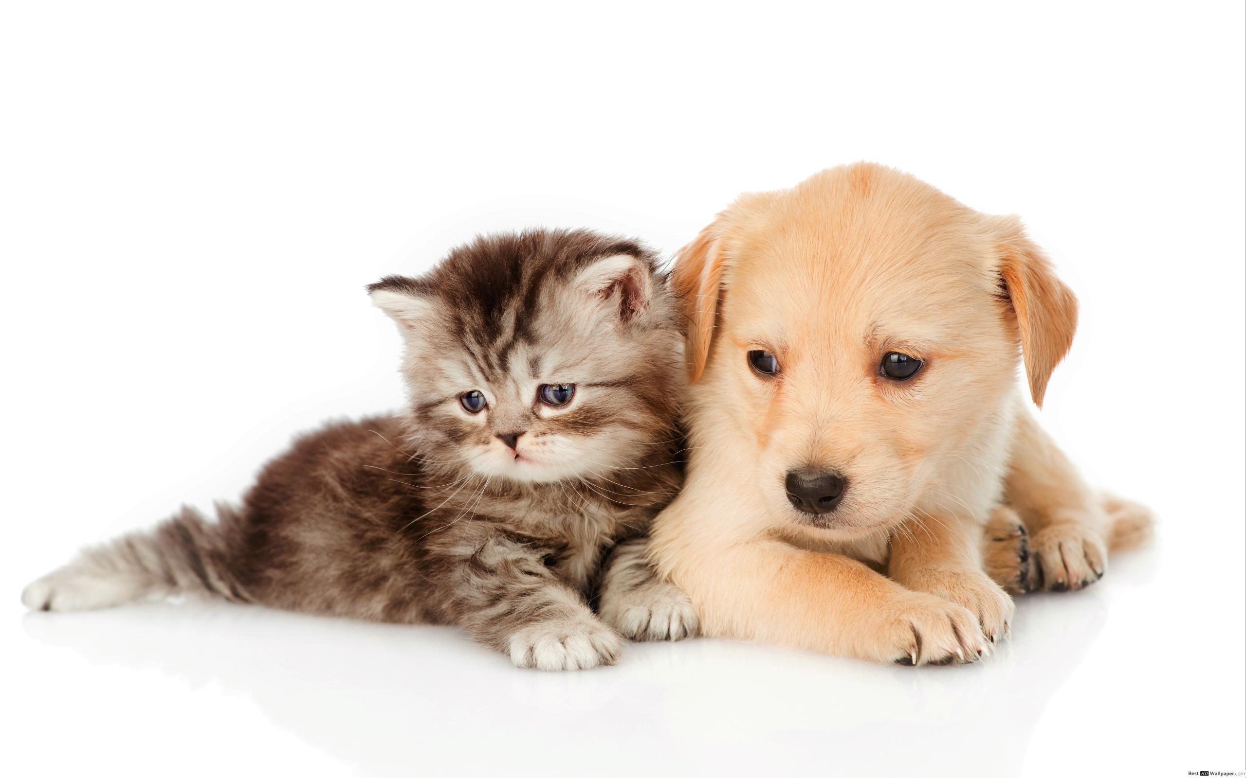 Cat And Dog Wallpaper Hd , HD Wallpaper & Backgrounds