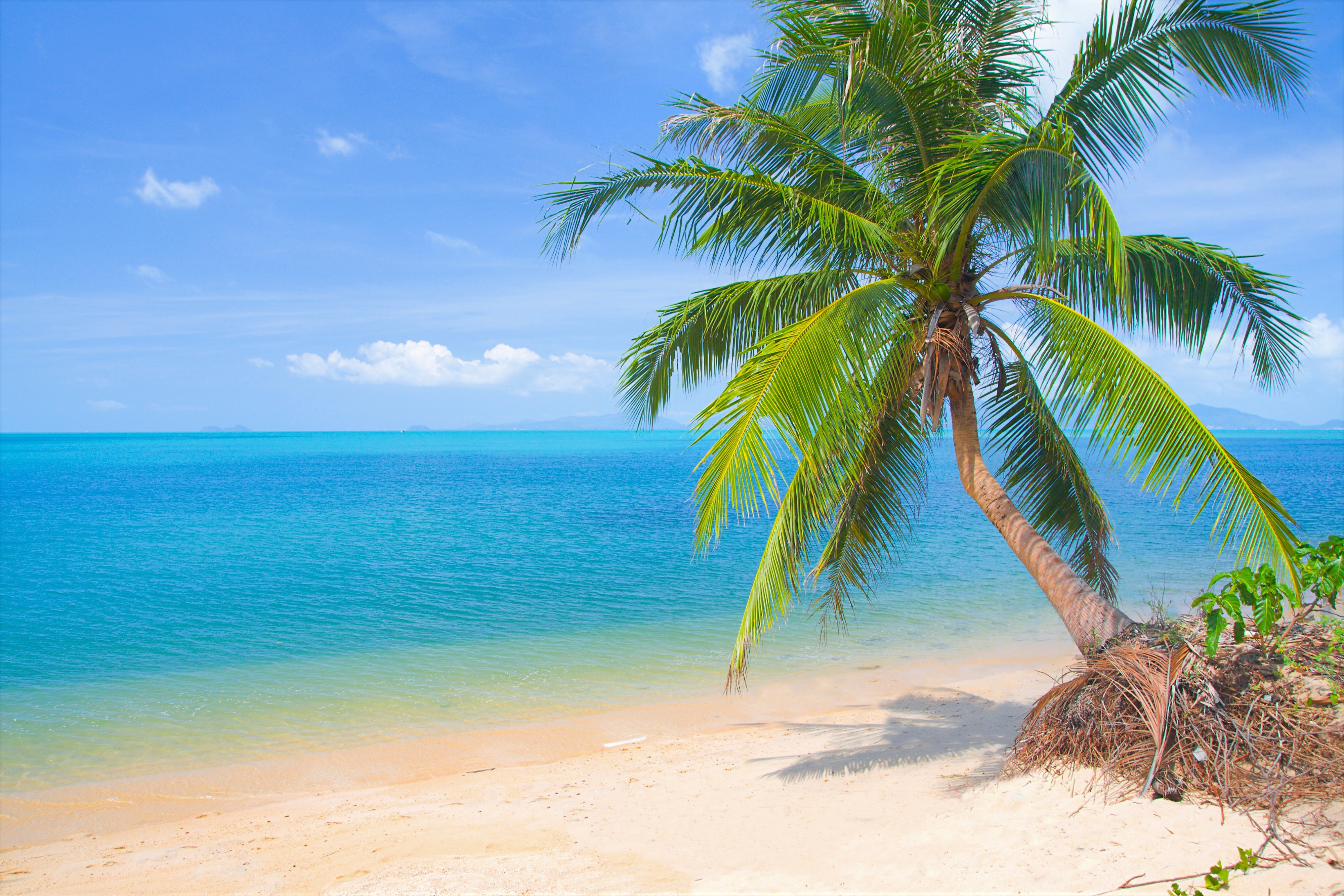 Palm Trees By Ocean , HD Wallpaper & Backgrounds