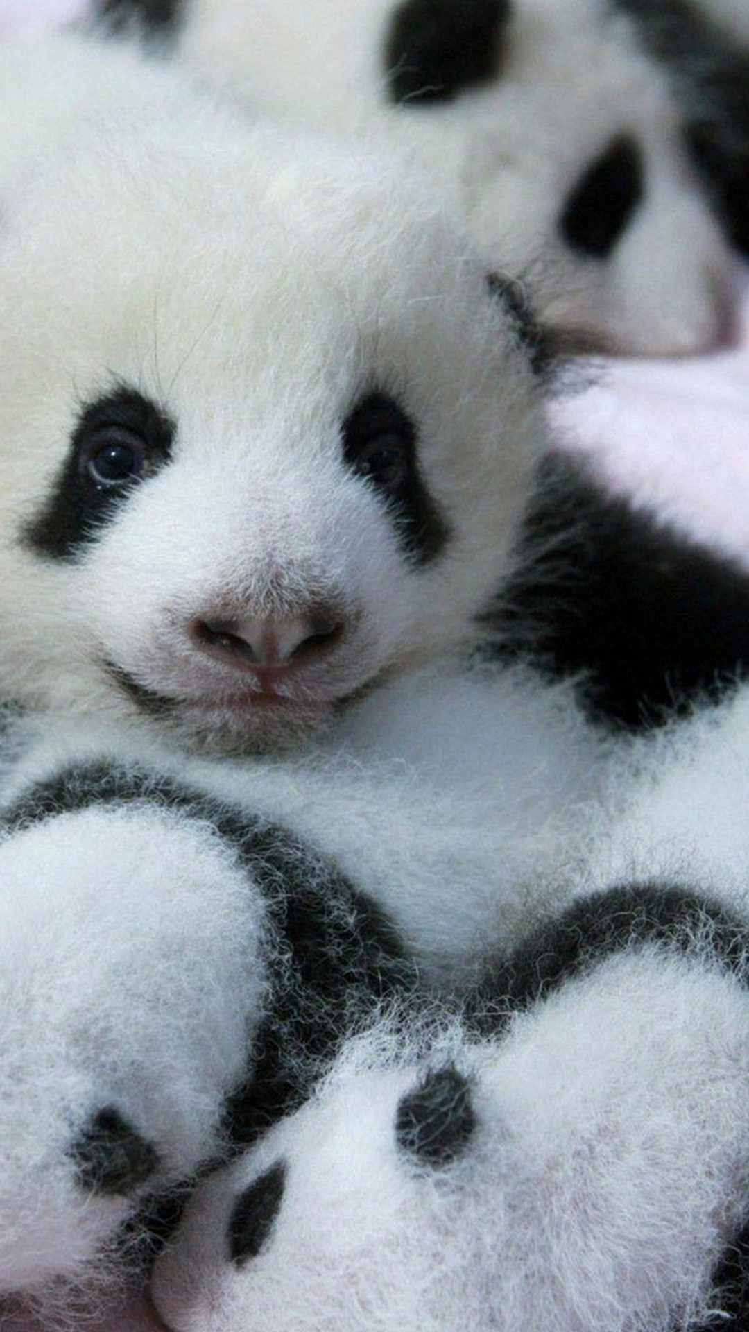Baby Panda Wallpaper Android , HD Wallpaper & Backgrounds
