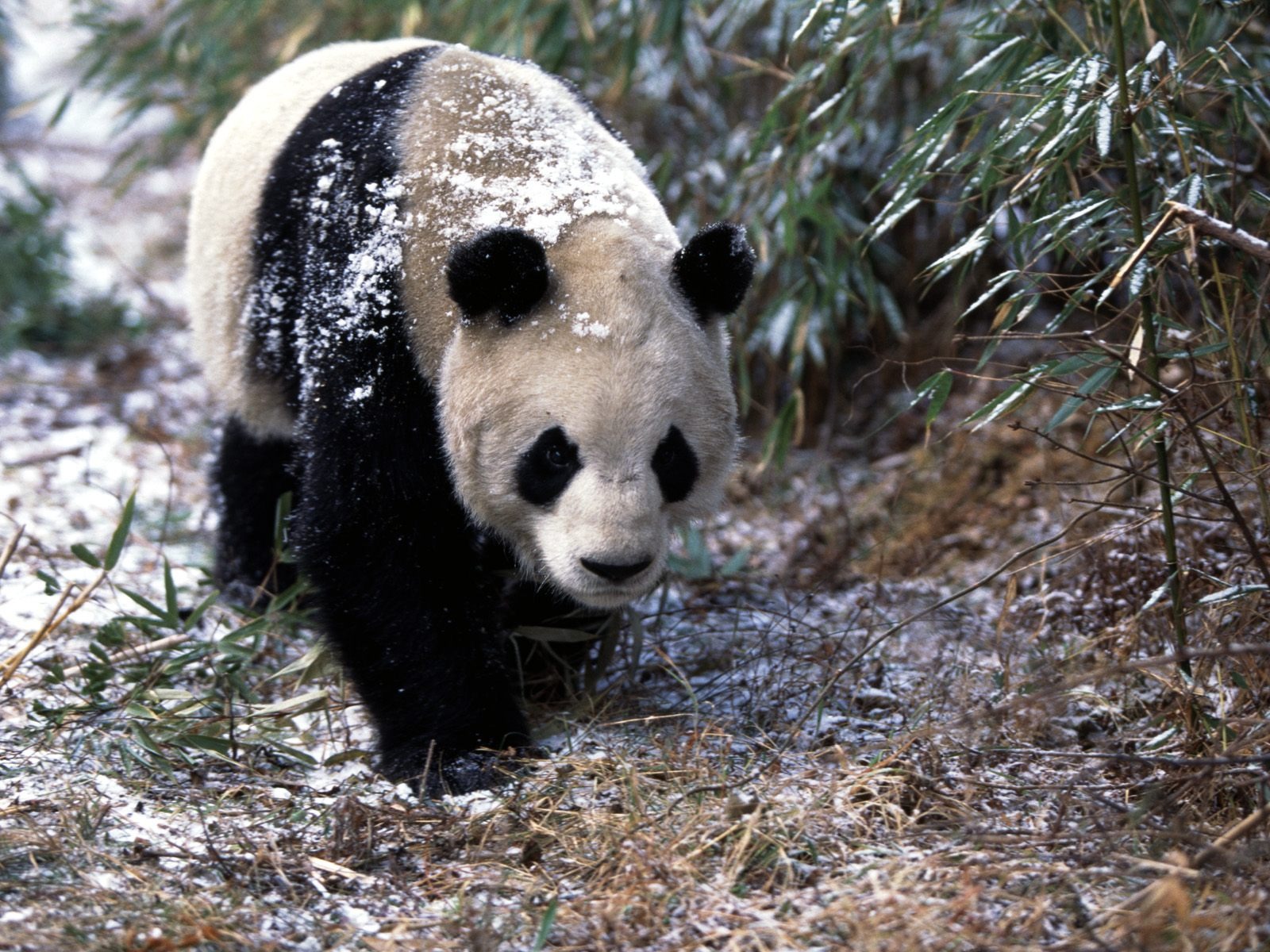 Panda In The Wild , HD Wallpaper & Backgrounds