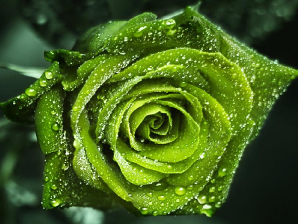 Green Rose In Rain , HD Wallpaper & Backgrounds