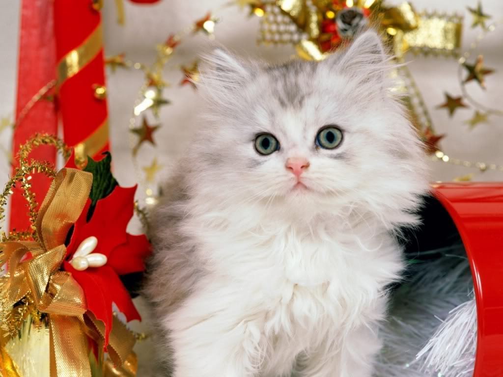 Beautiful Cats Pic Download , HD Wallpaper & Backgrounds