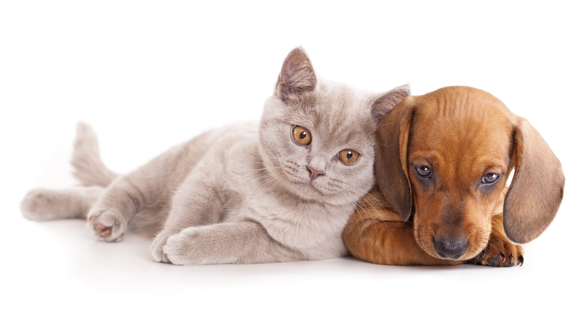 Cat And Dog Hd , HD Wallpaper & Backgrounds
