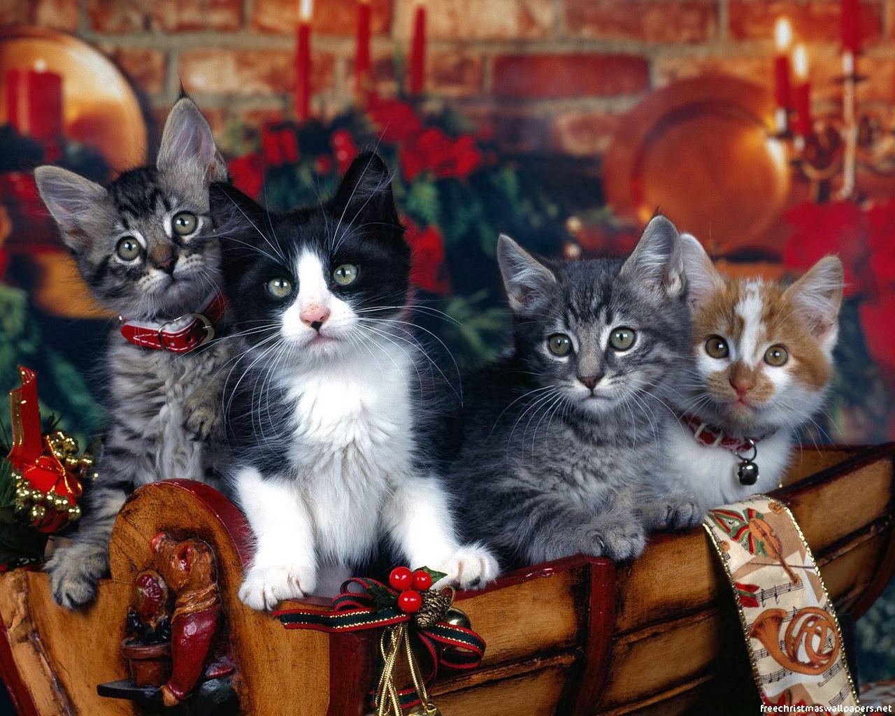Christmas Kittens , HD Wallpaper & Backgrounds
