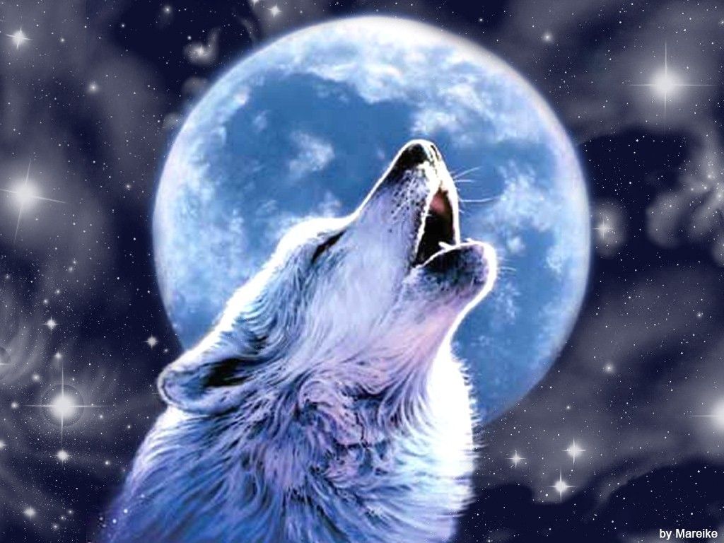 White Wolf Howling At Moon , HD Wallpaper & Backgrounds