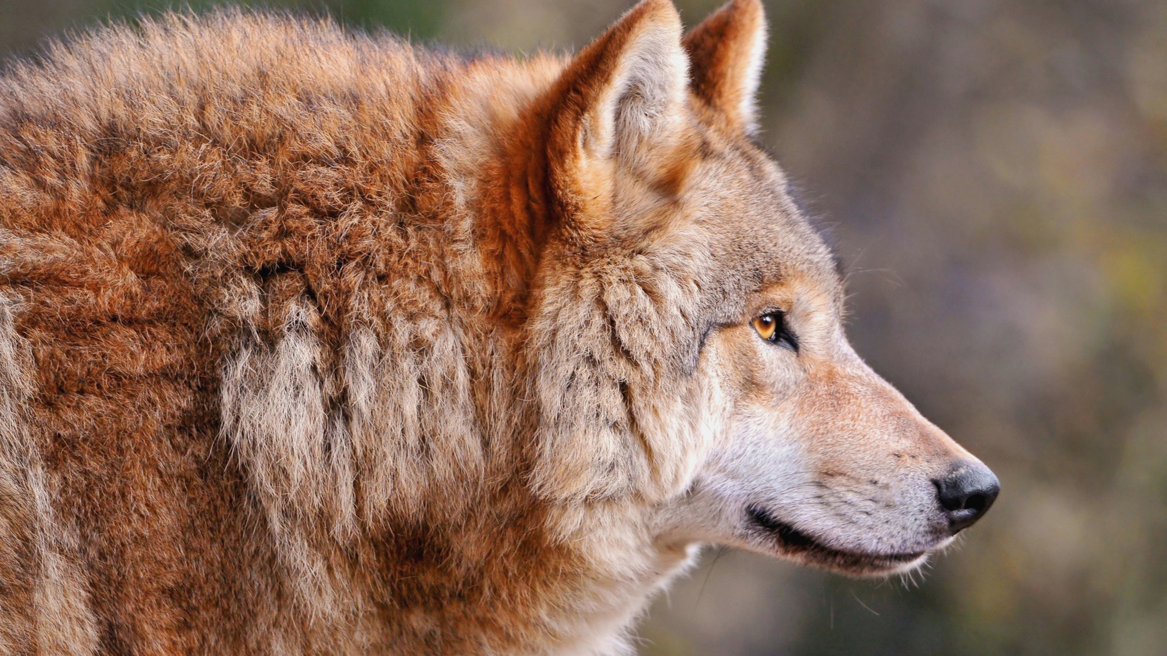Wolf Profile View , HD Wallpaper & Backgrounds
