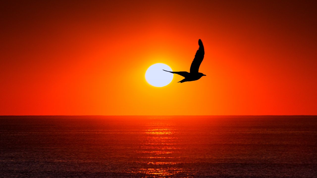 Sunset With Bird Silhouette , HD Wallpaper & Backgrounds