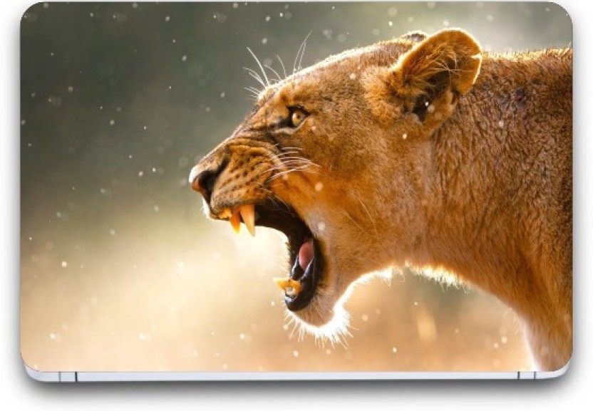 Lion Roar , HD Wallpaper & Backgrounds
