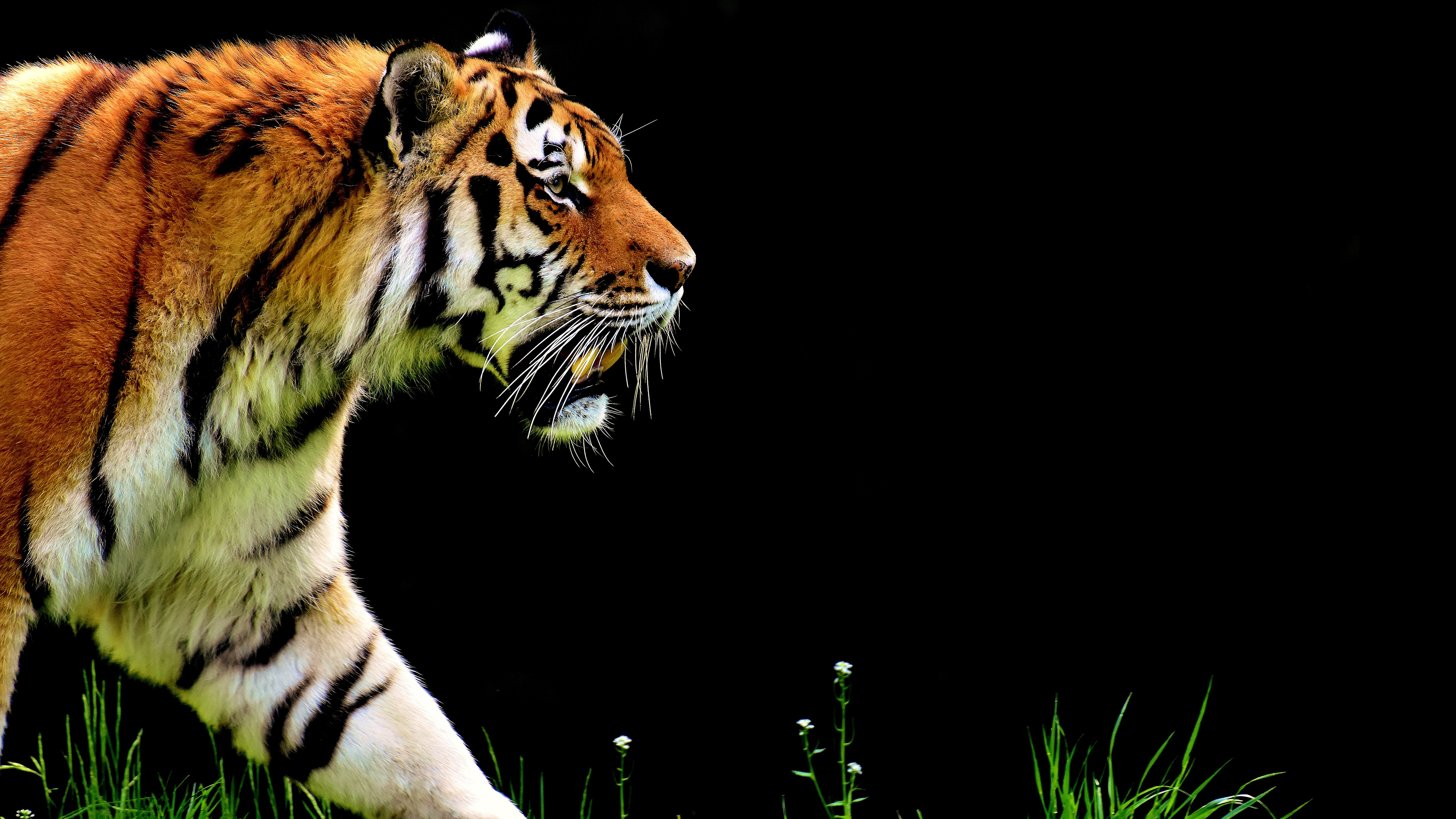 4k Ultra Hd Animal , HD Wallpaper & Backgrounds