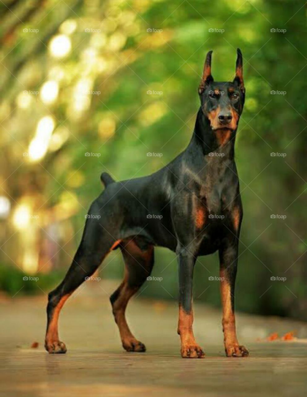 Doberman Wallpaper