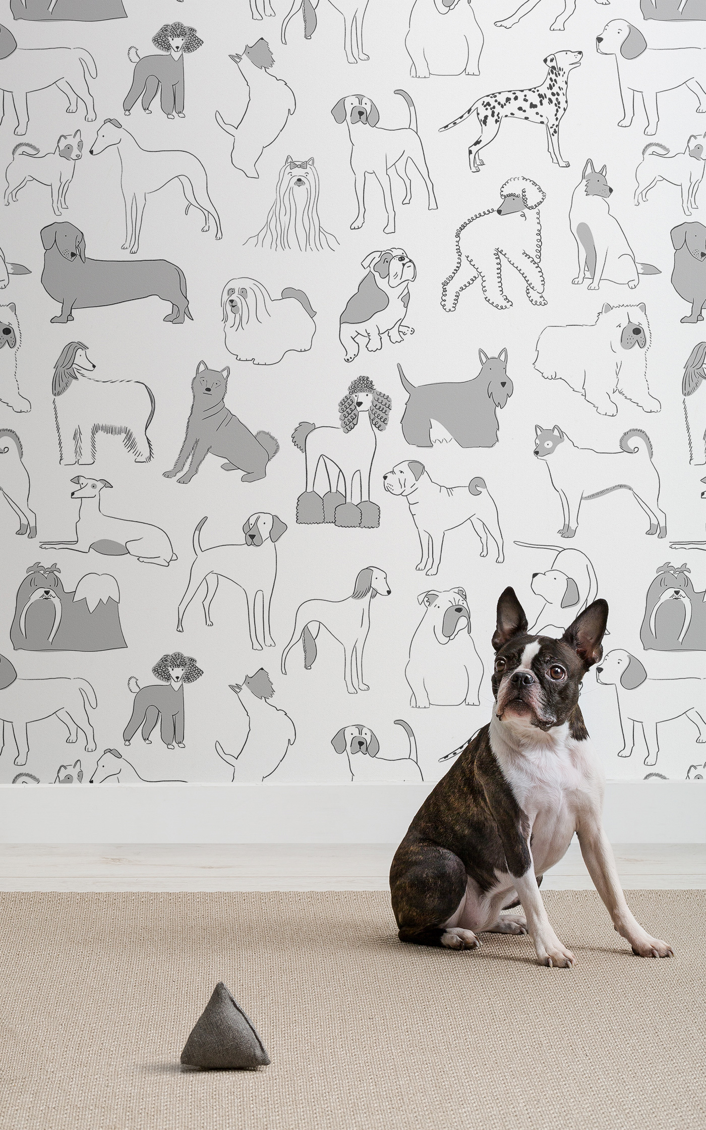 Dog , HD Wallpaper & Backgrounds