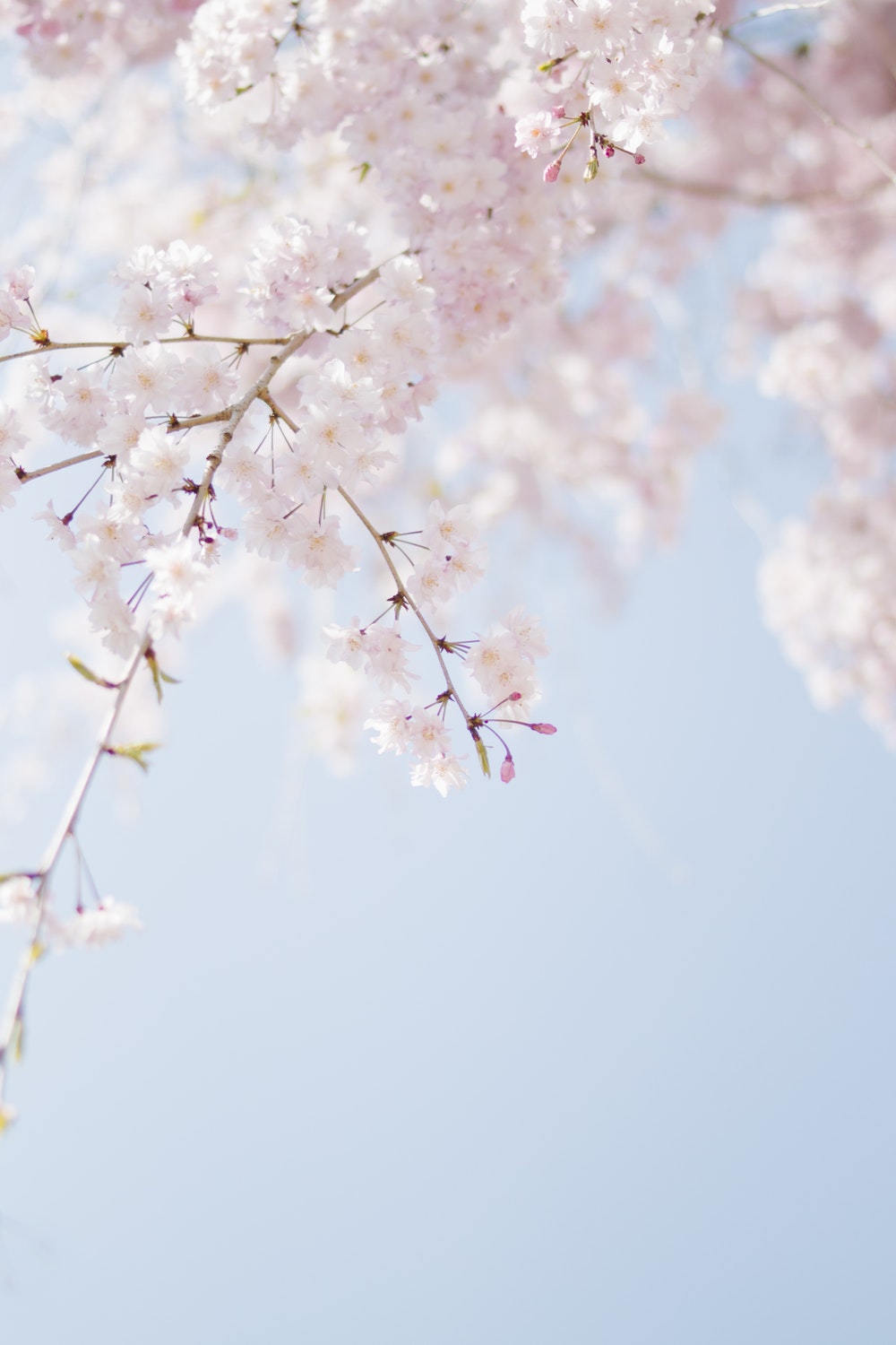 Sakura Flower , HD Wallpaper & Backgrounds