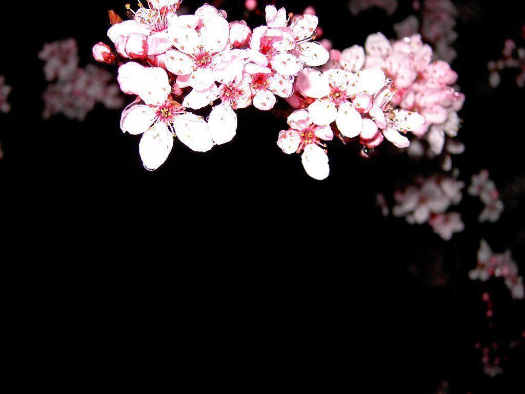 Cherry Blossom Wallpaper Black , HD Wallpaper & Backgrounds