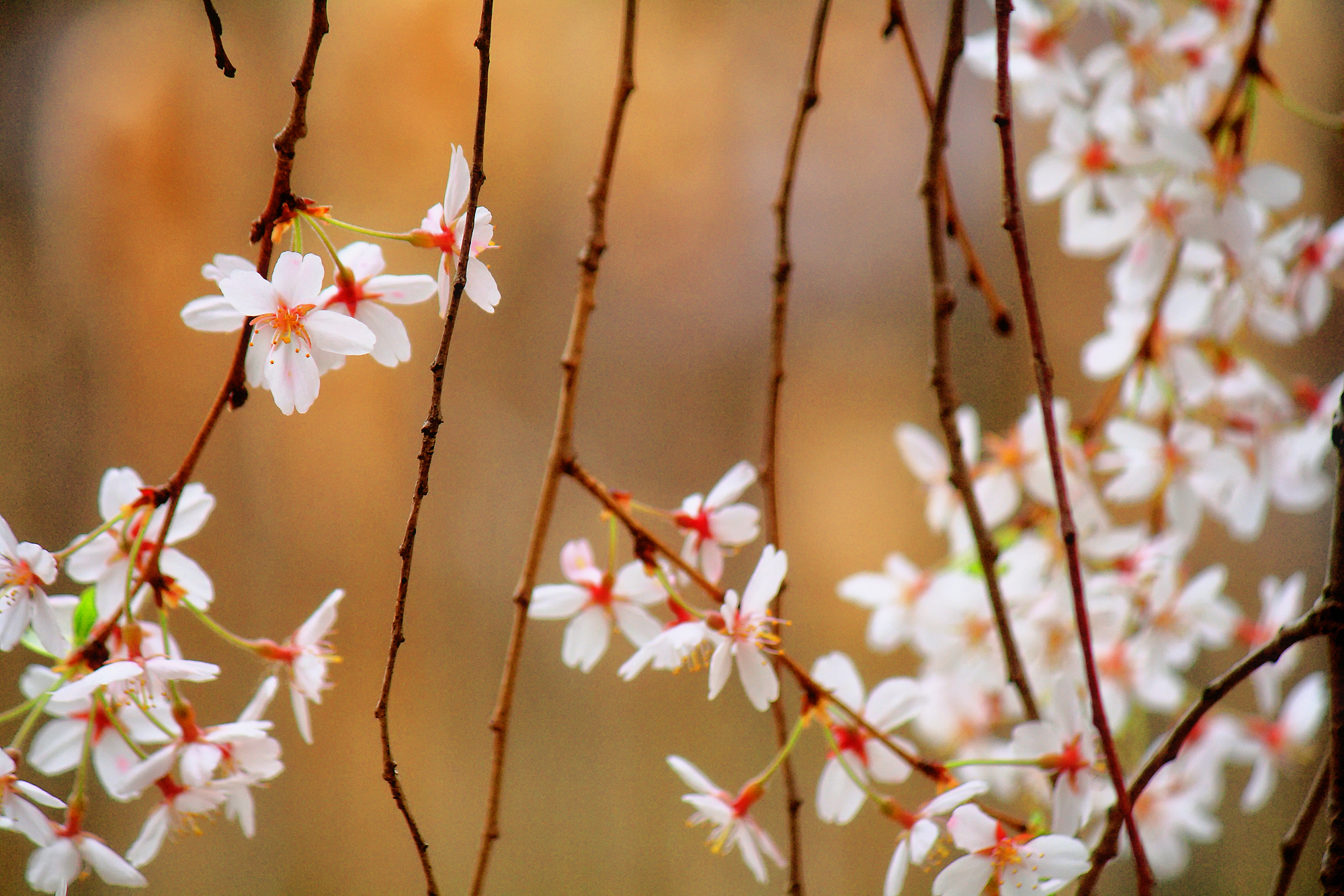 Jasmine , HD Wallpaper & Backgrounds