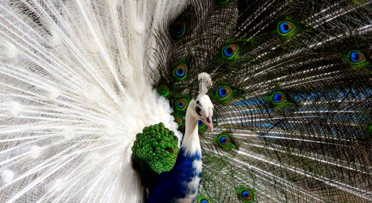 Albino Peacock , HD Wallpaper & Backgrounds