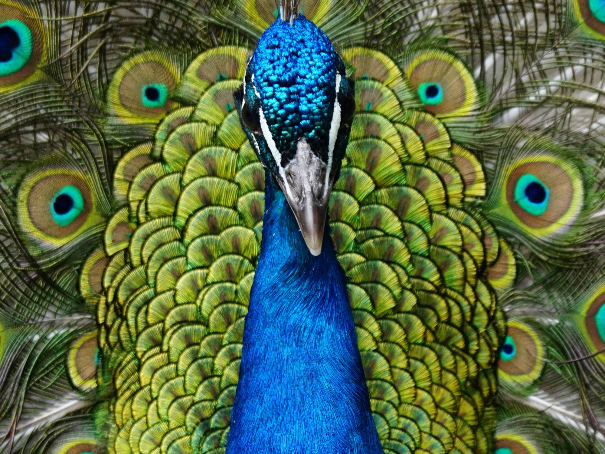 Peacock Iridescent , HD Wallpaper & Backgrounds