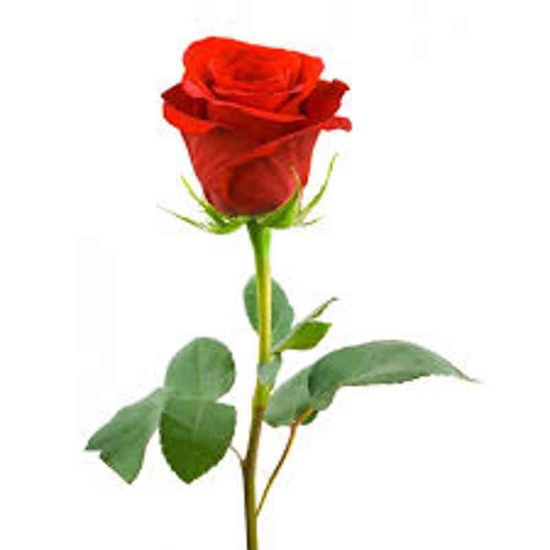 Single Red Rose Hd , HD Wallpaper & Backgrounds