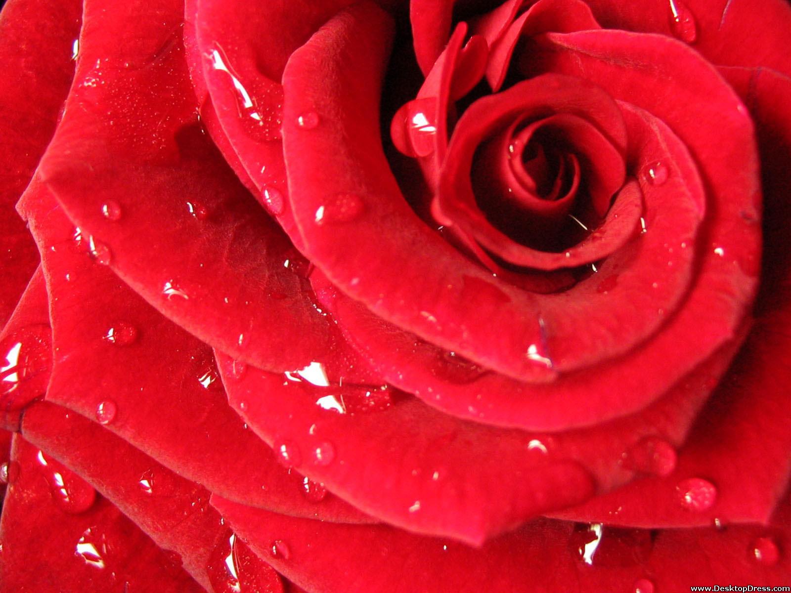 Red Rose Flower Wallpaper - Red Rose Flower Wallpaper For Desktop , HD Wallpaper & Backgrounds