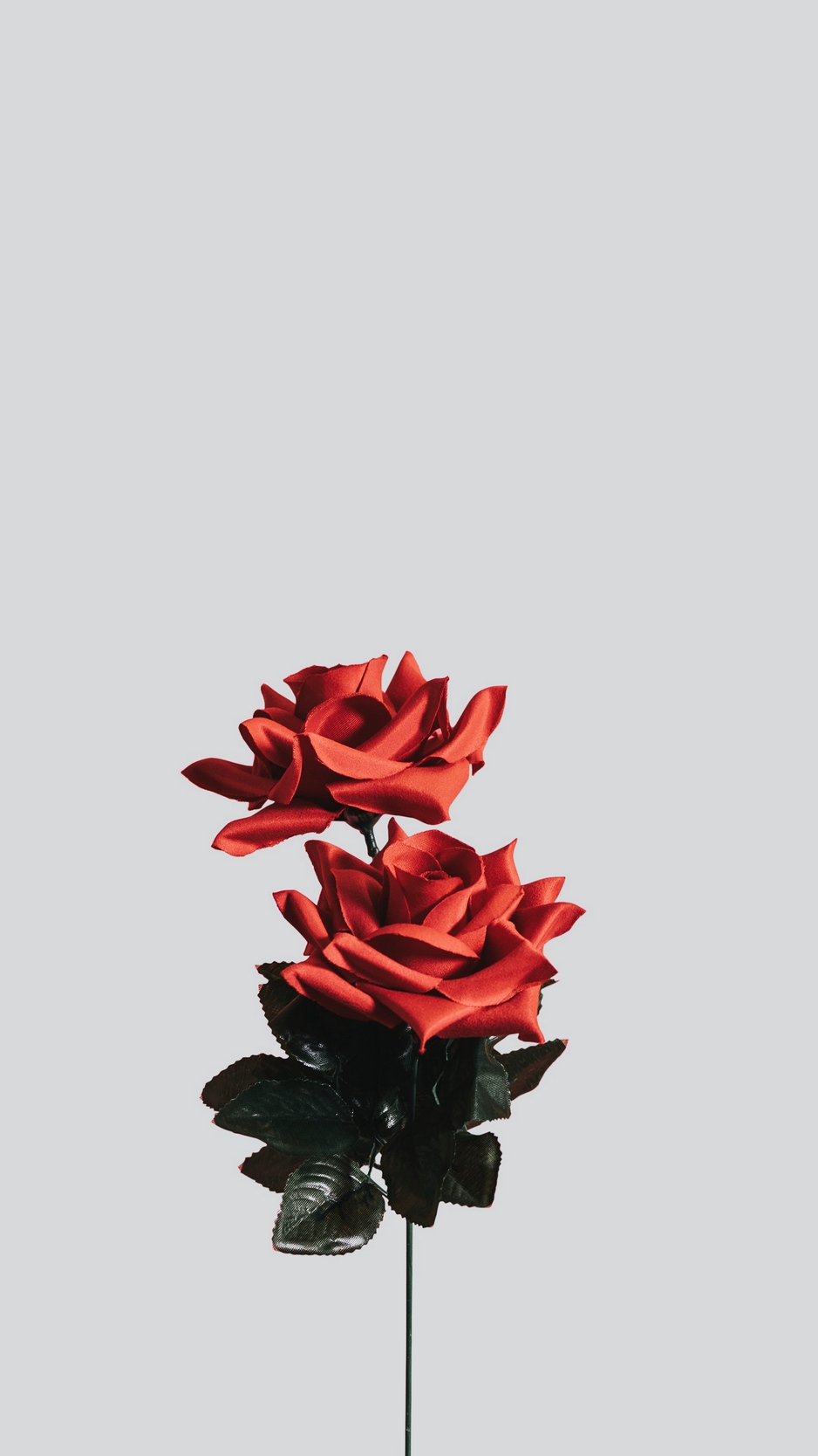 Wallpaper Rose, Flower, Artificial, Minimalism - Minimalist Flower Wallpaper Iphone , HD Wallpaper & Backgrounds