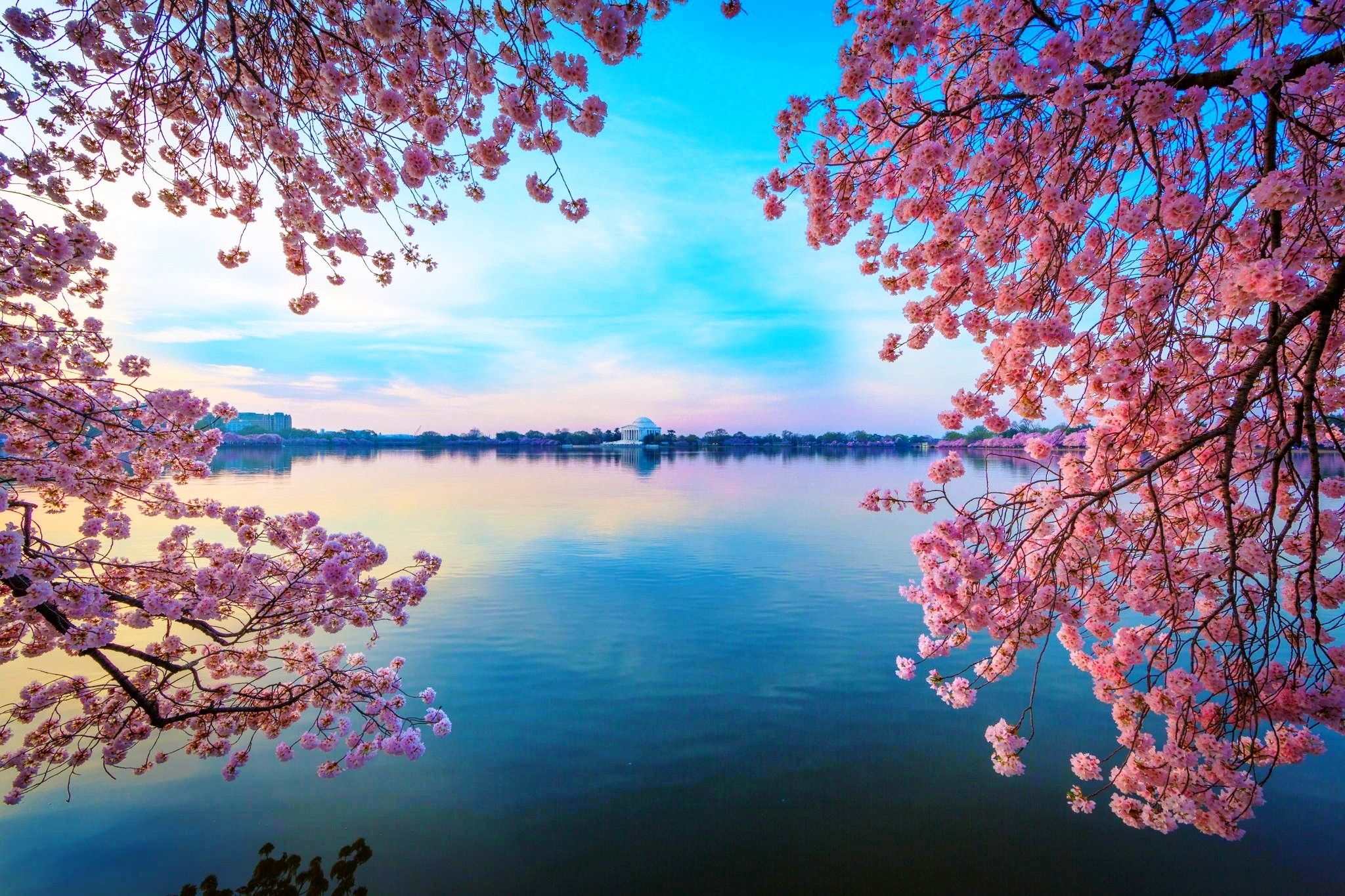 Cherry Blossom Tree Water , HD Wallpaper & Backgrounds