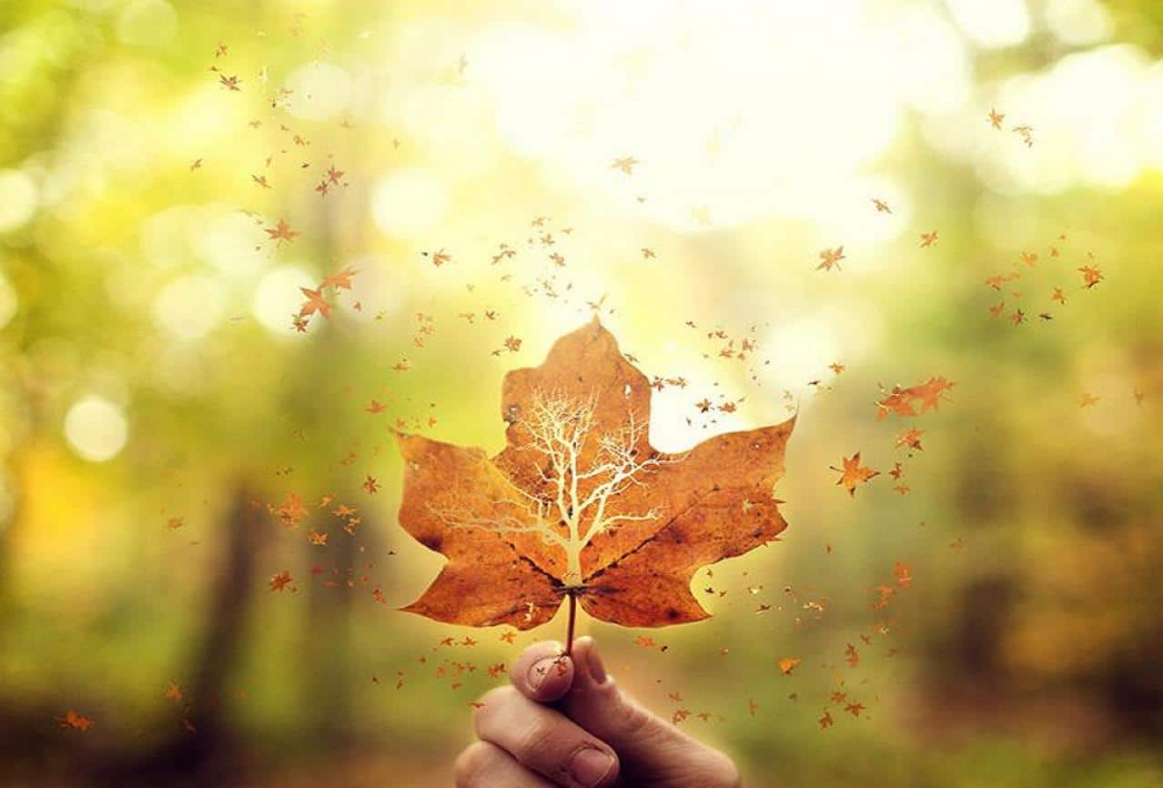 Autumn Wallpaper Leaf , HD Wallpaper & Backgrounds