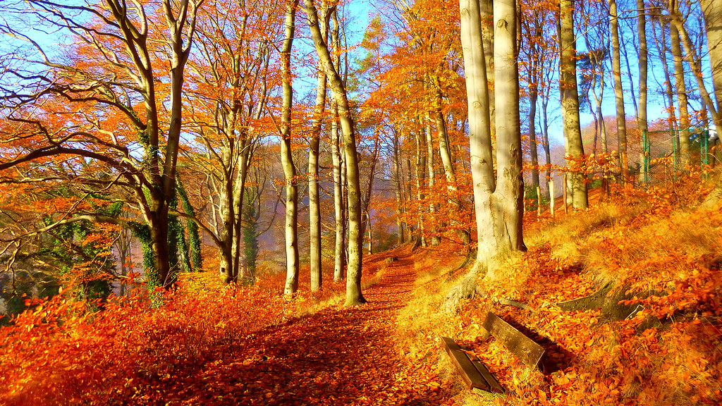 Autumn , HD Wallpaper & Backgrounds